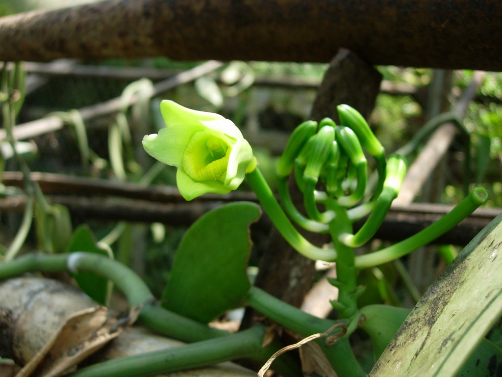 /wp-content/uploads/2020/10/Vanilla%20planifolia-Mumbai-DSCN5151.JPG