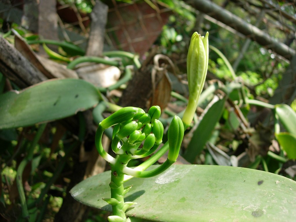 /wp-content/uploads/2020/10/Vanilla%20planifolia-Mumbai-DSCN5157.JPG