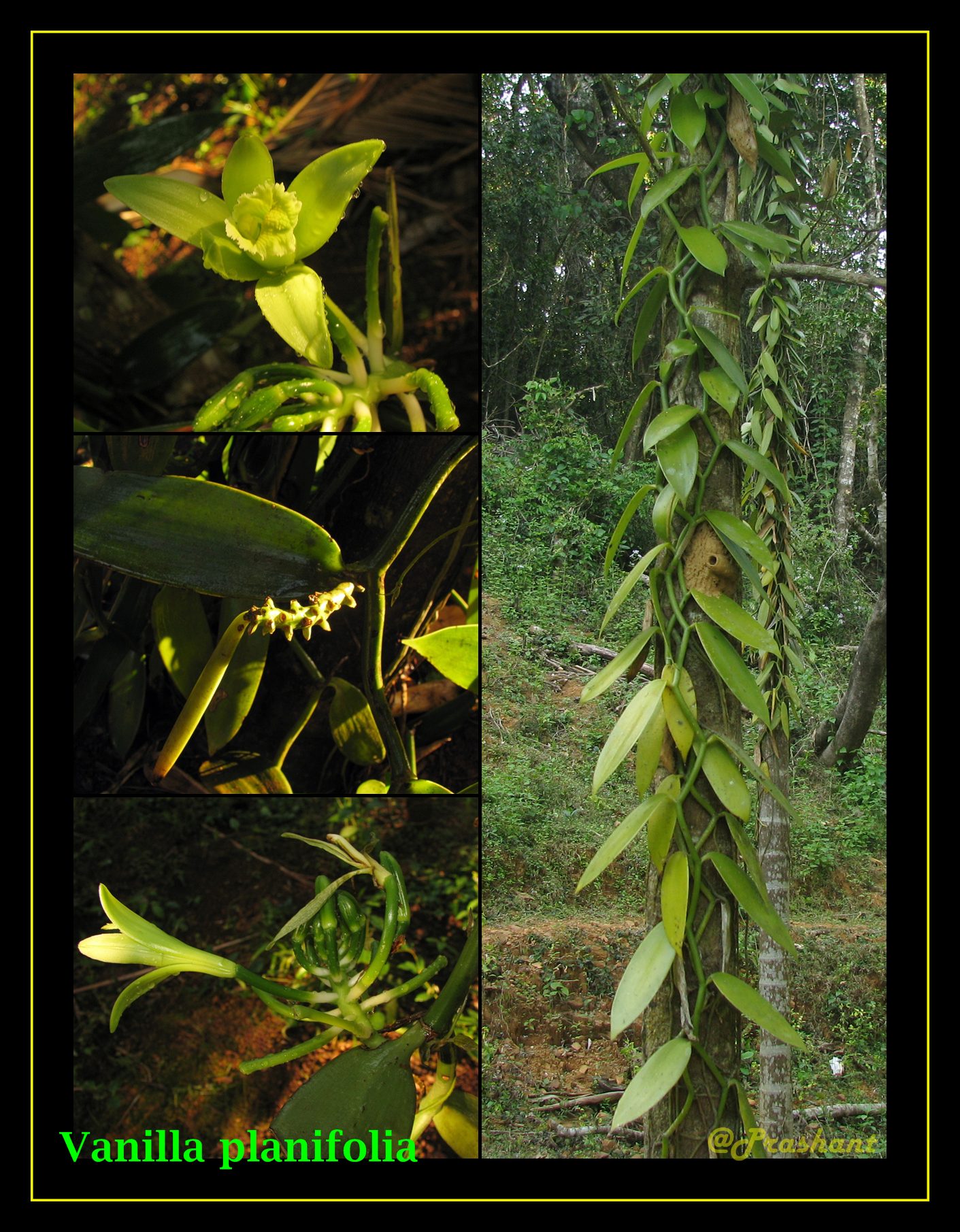 /wp-content/uploads/2020/10/Vanilla%20planifolia-Plate-1-1.jpg