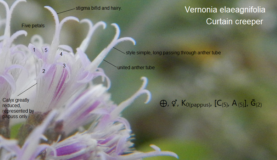 /wp-content/uploads/2020/10/Vernonia%20elaeagnifolia%20floret%20parts.png