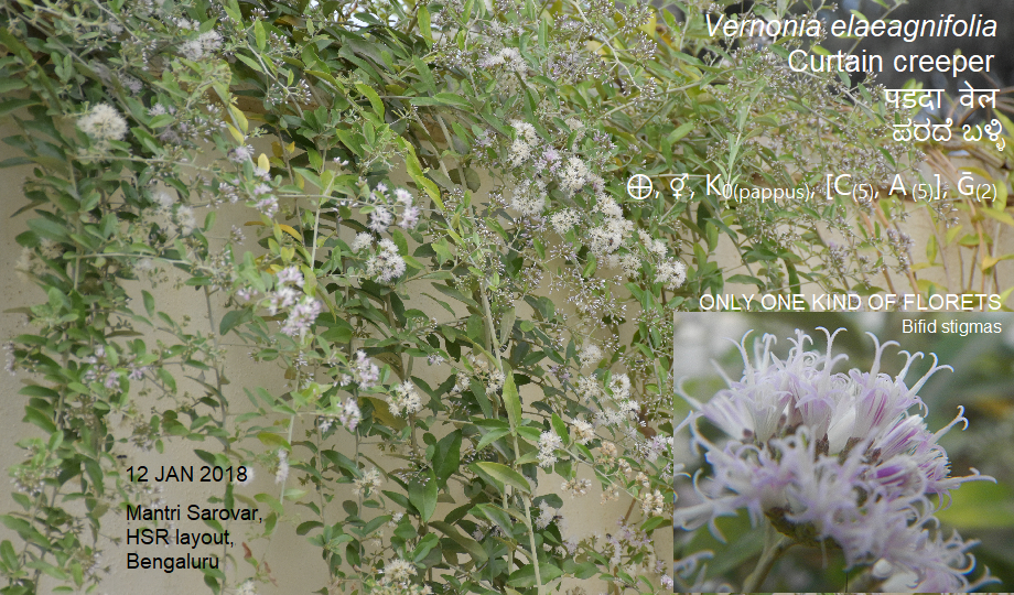 /wp-content/uploads/2020/10/Vernonia%20elaeagnifolia.png