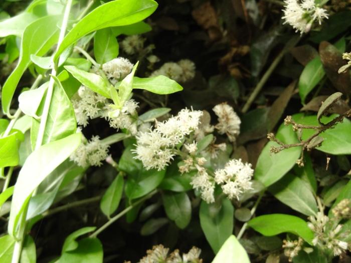 /wp-content/uploads/2020/10/Vernonia%20elaeagnifolia_Mumbai2.jpg