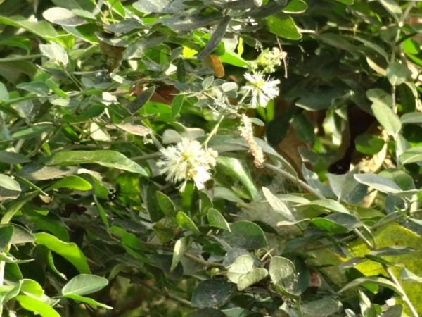 /wp-content/uploads/2020/10/Vernonia%20elaeagnifolia_Mumbai3.jpg