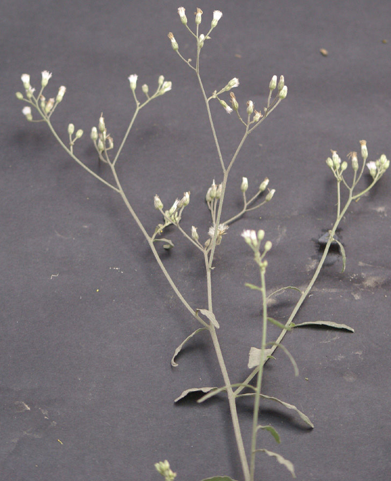 /wp-content/uploads/2020/10/Vernonia-cinerea-plant-Delhi-3.jpg