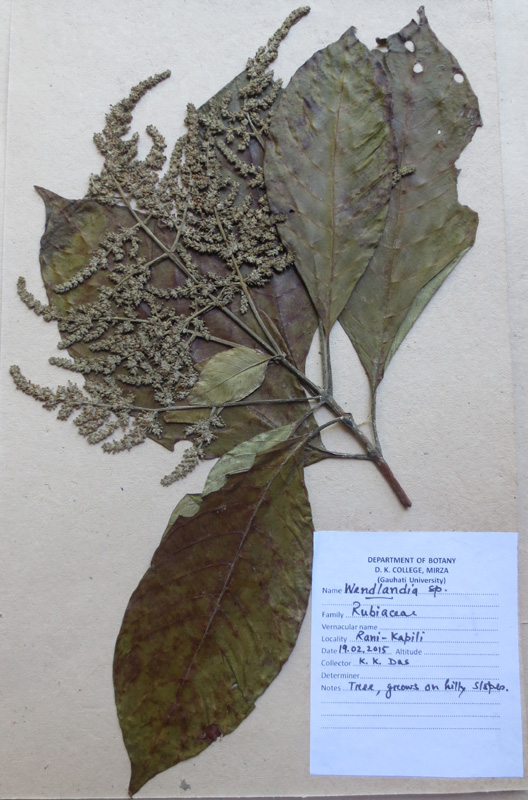 /wp-content/uploads/2020/10/Wendlandia_sp._-_Herbarium_sheet_IMG_9159.jpg