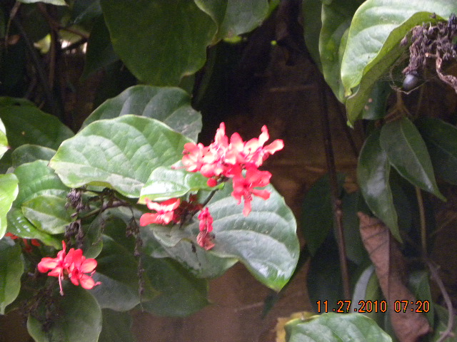 /wp-content/uploads/2020/10/What%20is%20theis%20red-flowered%20creeper--Bangalore%20002.jpg