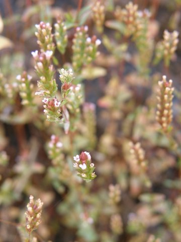 /wp-content/uploads/2020/10/Which%20Rotala.JPG