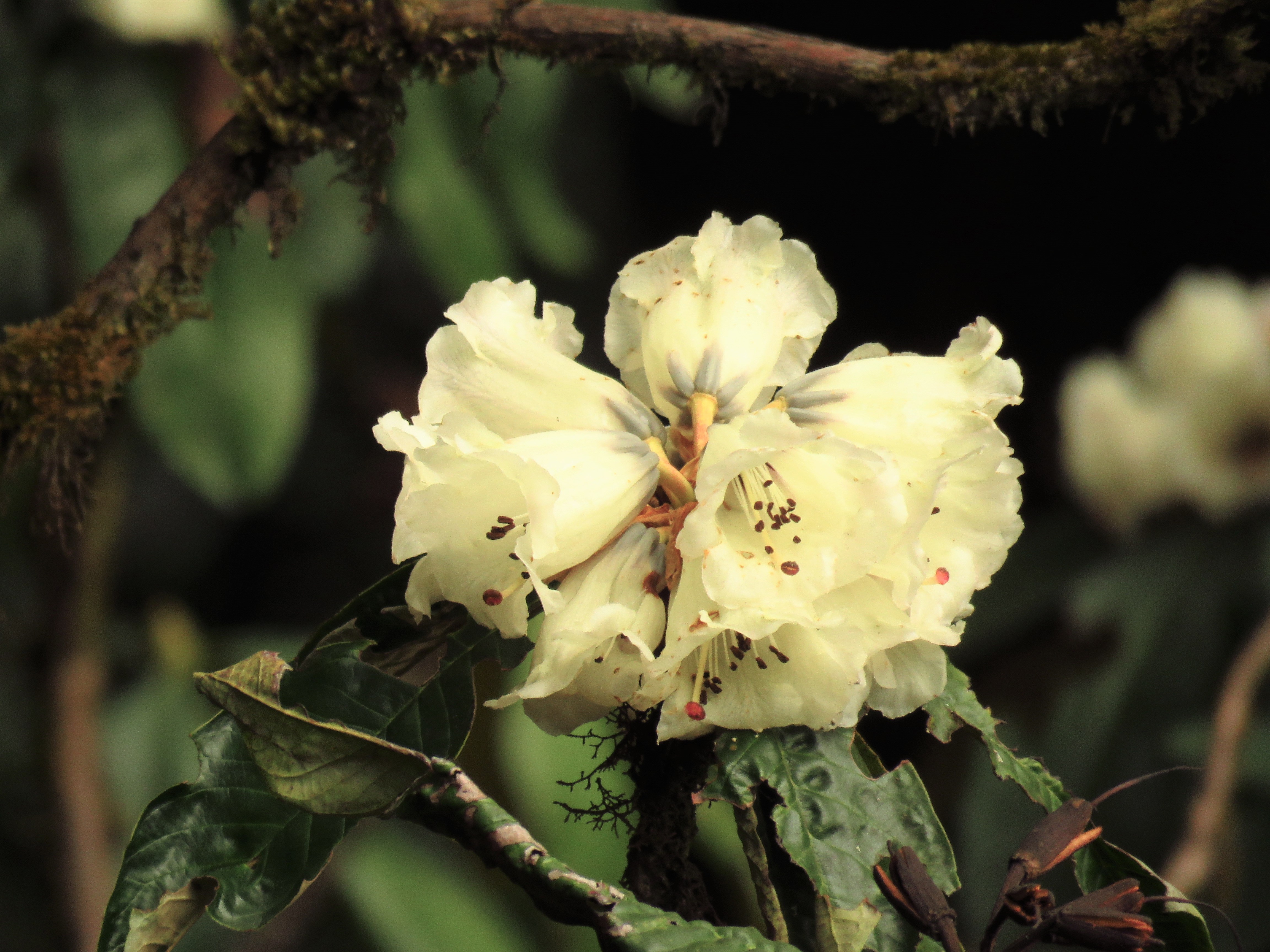 /wp-content/uploads/2020/10/White%20Rhododendron.JPG