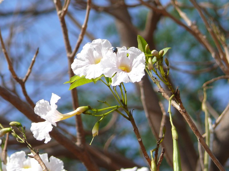 /wp-content/uploads/2020/10/White%20Trumpet%20Tree-Tabebuia%20roseo-alba-Lalbagh-P1160050.JPG