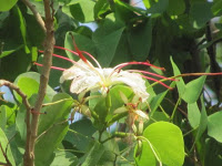 https://lh3.googleusercontent.com/-rPQBUScW0YI/T4VLFp3LbXI/AAAAAAAAAV4/2zeiuRu0oc0/s1600/White+Orchid+Tree+-+Flower.jpg