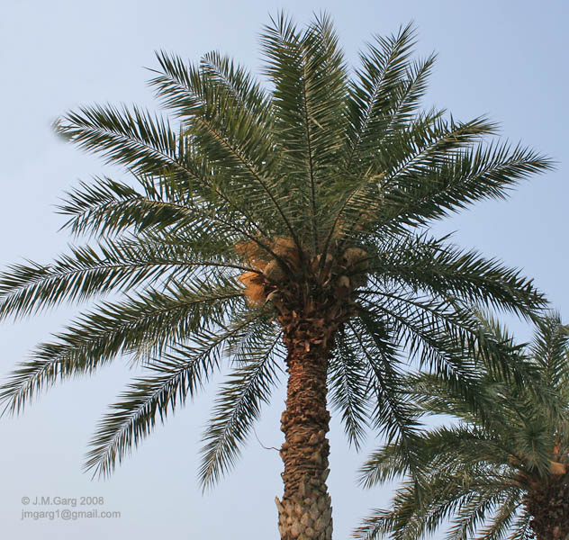 /wp-content/uploads/2020/10/Wild%20Date%20Palm%20-Phoenix%20sylvestris-%20tree%20with%20male%20flowers%20at%20Narendrapur%20I%20IMG_4062.jpg