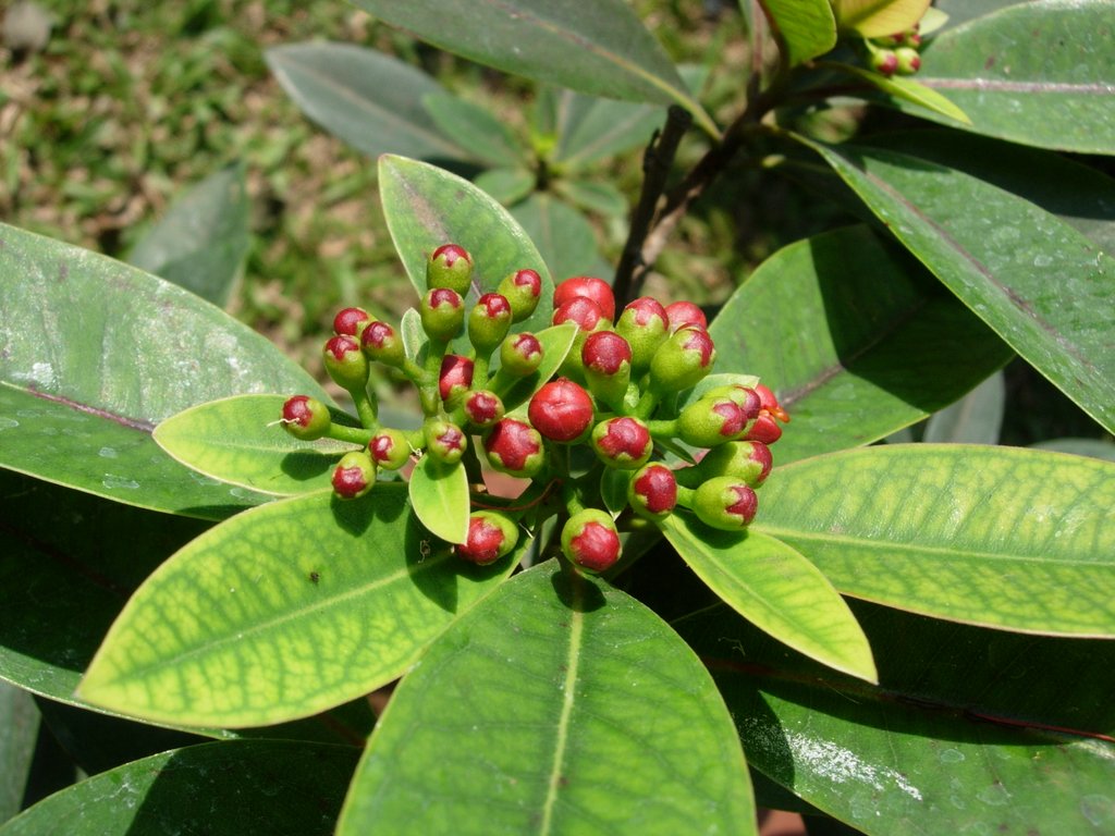 /wp-content/uploads/2020/10/Xanthostemon%20youngii-Myrtaceae-Flower%20Show-Jijamata%20Udyan-Mumbai-DSCN9990.JPG