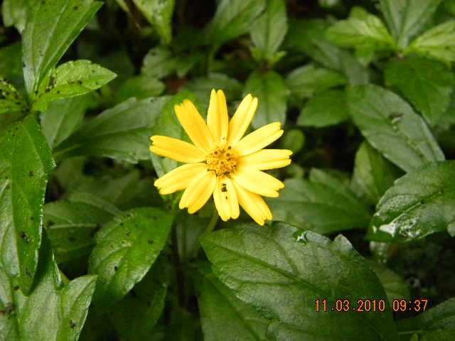 /wp-content/uploads/2020/10/Yellow-flowered%20ground%20cover%20003.jpg