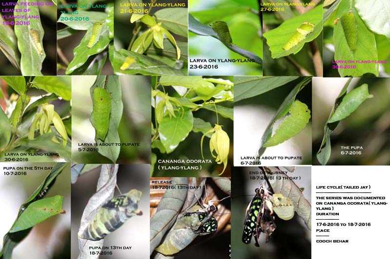 /wp-content/uploads/2020/10/Ylang-Tailed%20Jay.jpg