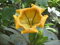 https://lh6.googleusercontent.com/-NVRpq6qxWhQ/T3Rf9LypUKI/AAAAAAAAAKQ/ANjvUU2WDpc/s1600/ZZ+Unknown+001+Plant+-+Flower.jpg
