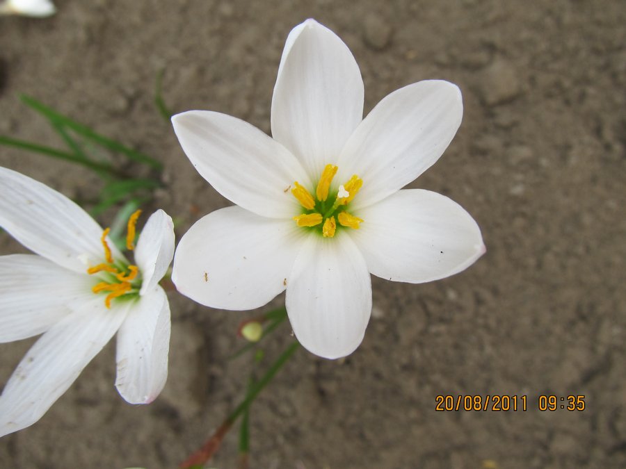/wp-content/uploads/2020/10/Zephyranthes%20candida-a%20-2-.JPG