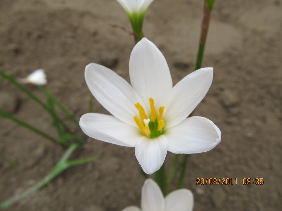 /wp-content/uploads/2020/10/Zephyranthes%20candida-a%20-3-.JPG