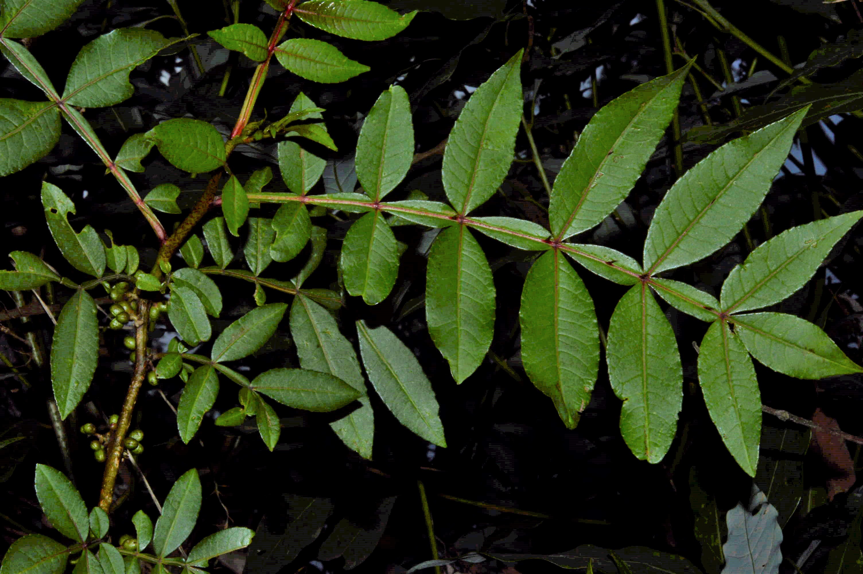 Zanthoxylum acanthopodium – eFlora of India