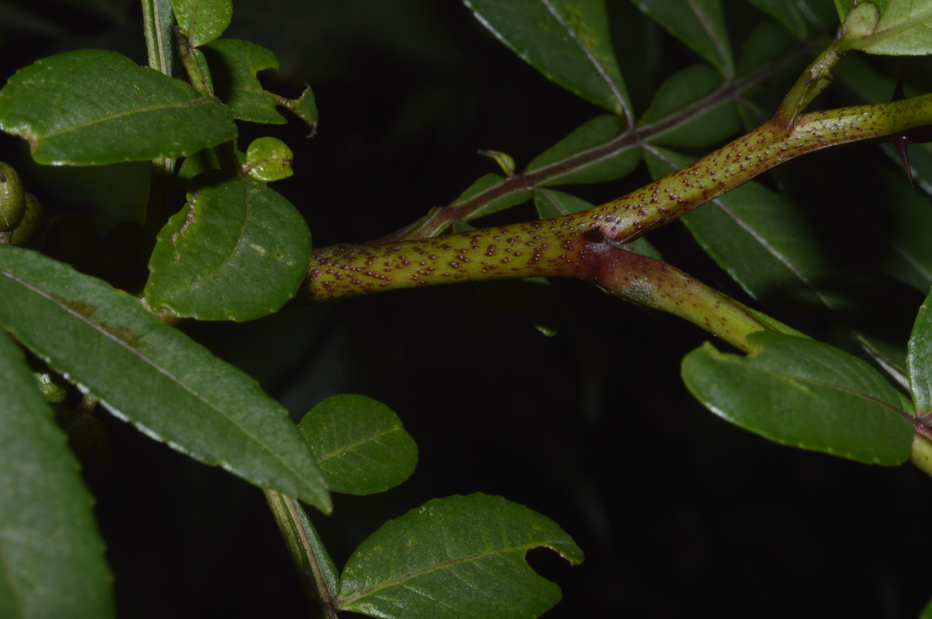 Zanthoxylum acanthopodium – eFlora of India