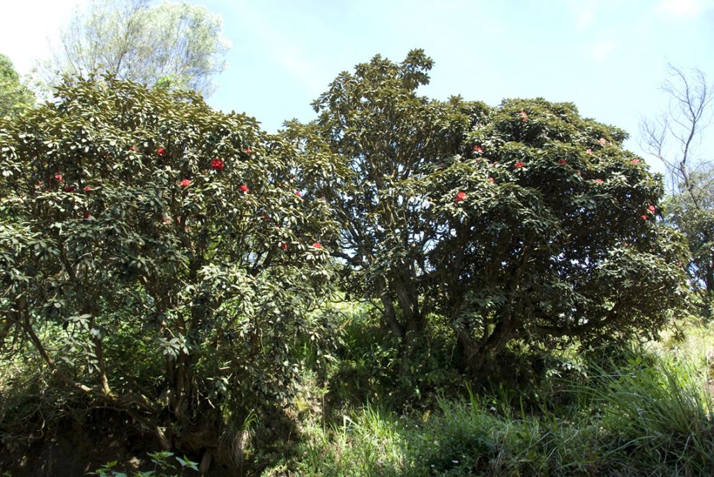 /wp-content/uploads/2020/10/_DSC0653_Rhododendron%20nilgiricum_Eraviculam_Munnar.JPG
