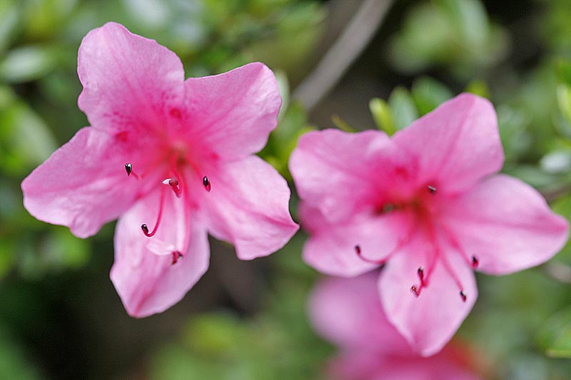 /wp-content/uploads/2020/10/_MG_2301Rhododendron%20indicum.jpg