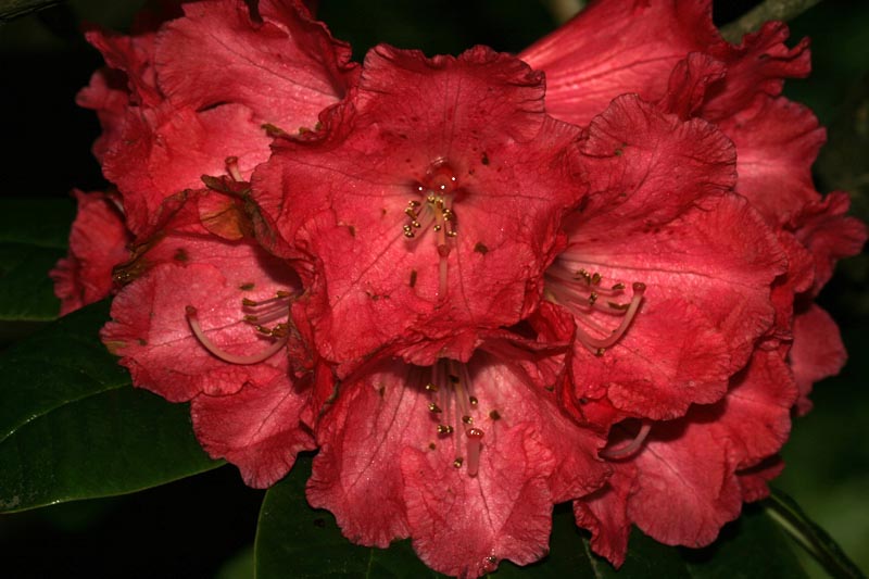 /wp-content/uploads/2020/10/_MG_2313Rhododendron%20Noyo%20chief.jpg
