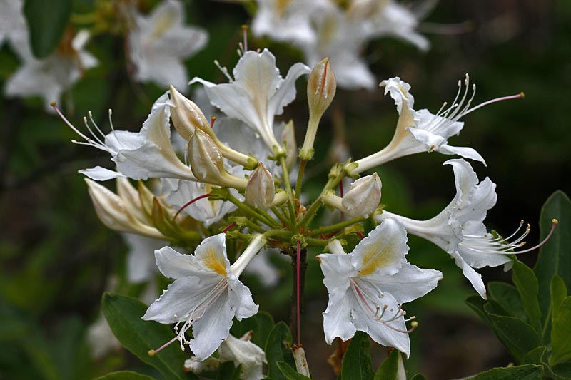 /wp-content/uploads/2020/10/_MG_2484Rhododendron%20occidentale.jpg