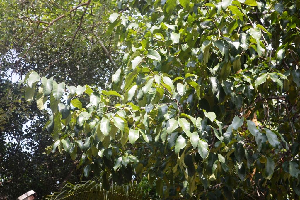 Artocarpus lacucha – eFlora of India