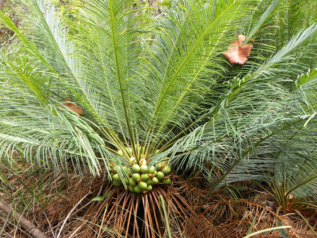 /wp-content/uploads/2020/10/cycas%20beddomei%20female%20plant.JPG
