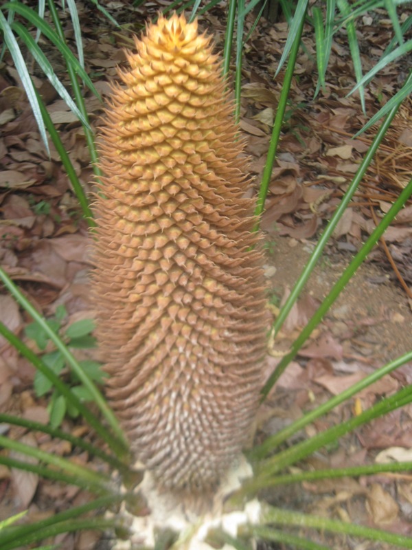 /wp-content/uploads/2020/10/cycas%20male%20cone-7.jpg