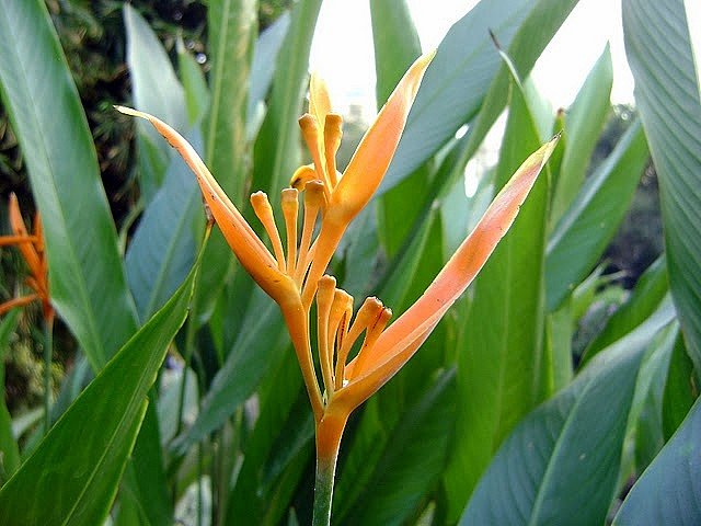 /wp-content/uploads/2020/10/heliconia.jpg
