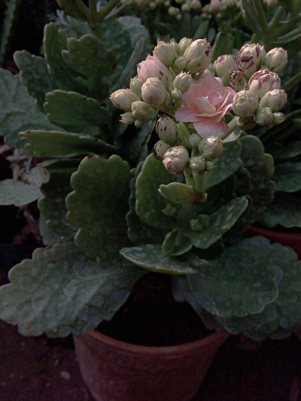 /wp-content/uploads/2020/10/hyderguda%20succulent%20with%20flowers%20detail.jpg
