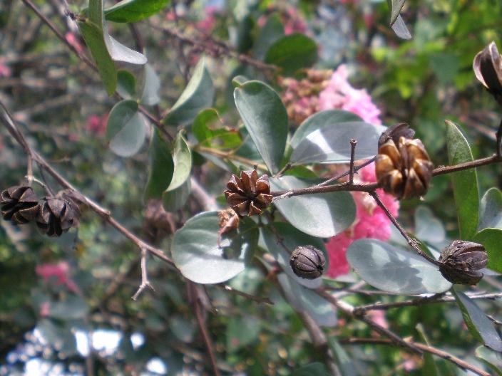 /wp-content/uploads/2020/10/lagerstroemia%20indica%20fruits.jpg