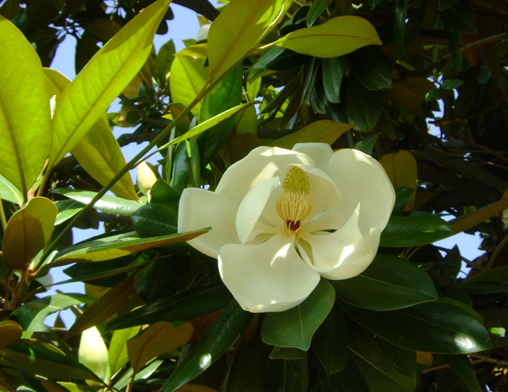 /wp-content/uploads/2020/10/magnolia2.jpg