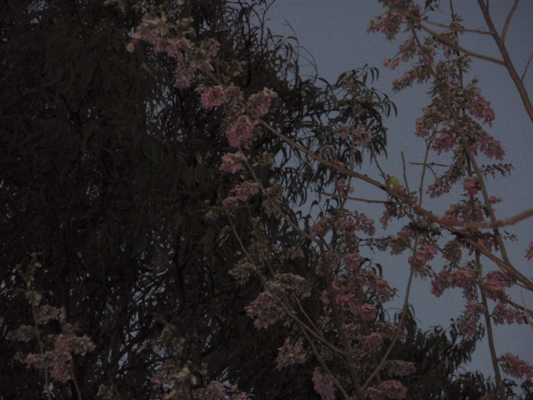 /wp-content/uploads/2020/10/pink%20flowered%20tree%20for%20id.JPG