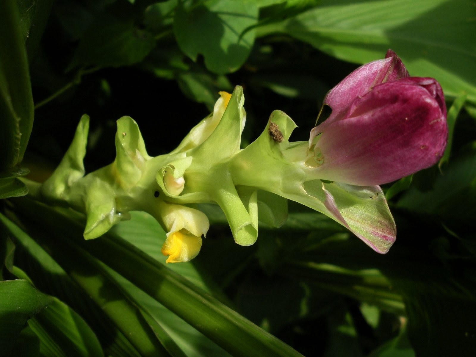 Curcuma amada – eFlora of India