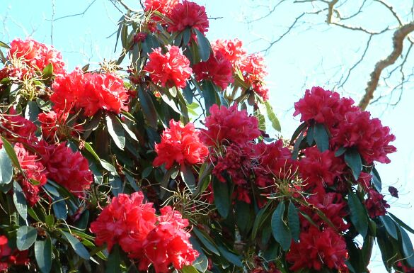 /wp-content/uploads/2020/10/rhododendron.jpg