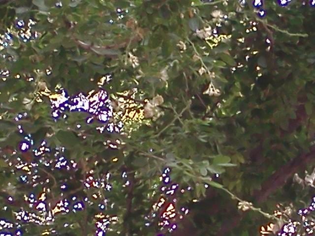 /wp-content/uploads/2020/10/small%20tree-%20leaves%20clustered-%20blurred%20picture%20of%20small%20white%20flowers.jpg