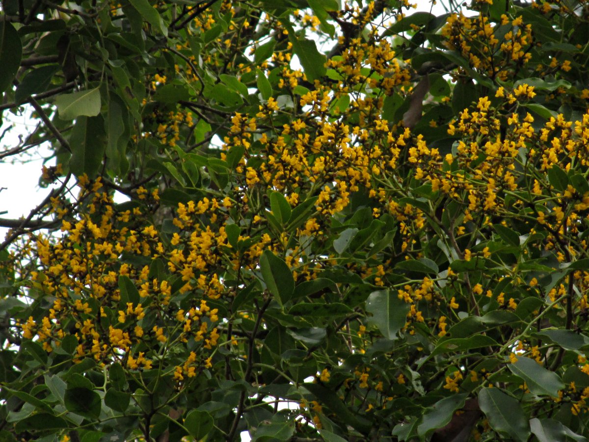 /wp-content/uploads/2020/10/srisailam%20tree%20yellow%20flowers%20inflorescence.JPG