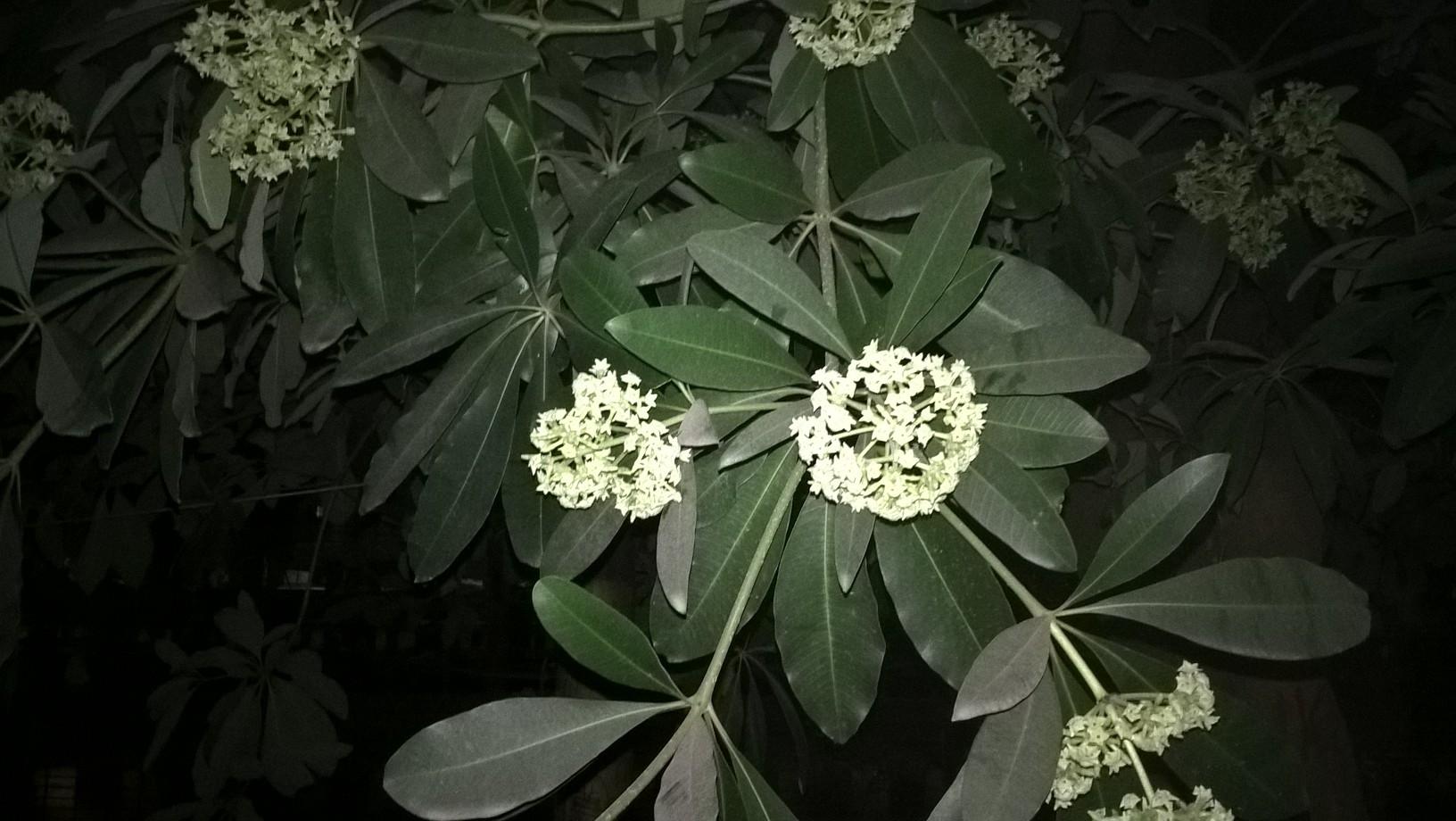 /wp-content/uploads/2020/10/the_leaves_and_flowers_at_night.jpg
