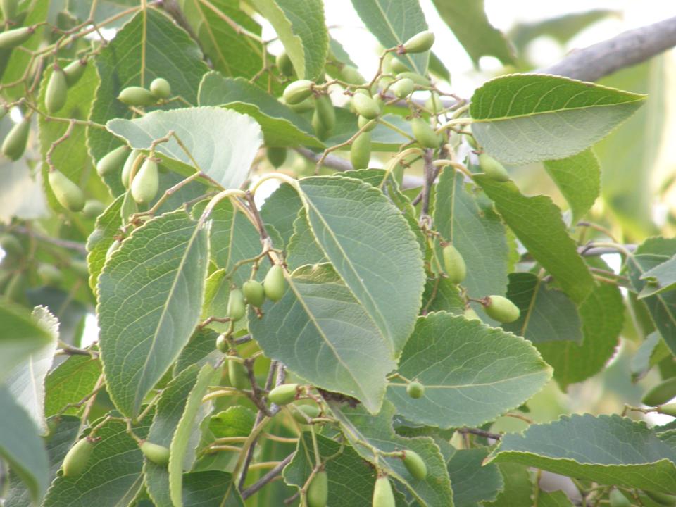 /wp-content/uploads/2020/10/tree%20for%20id%20bhopal%20lake%20leaves%20and%20fruits.jpg