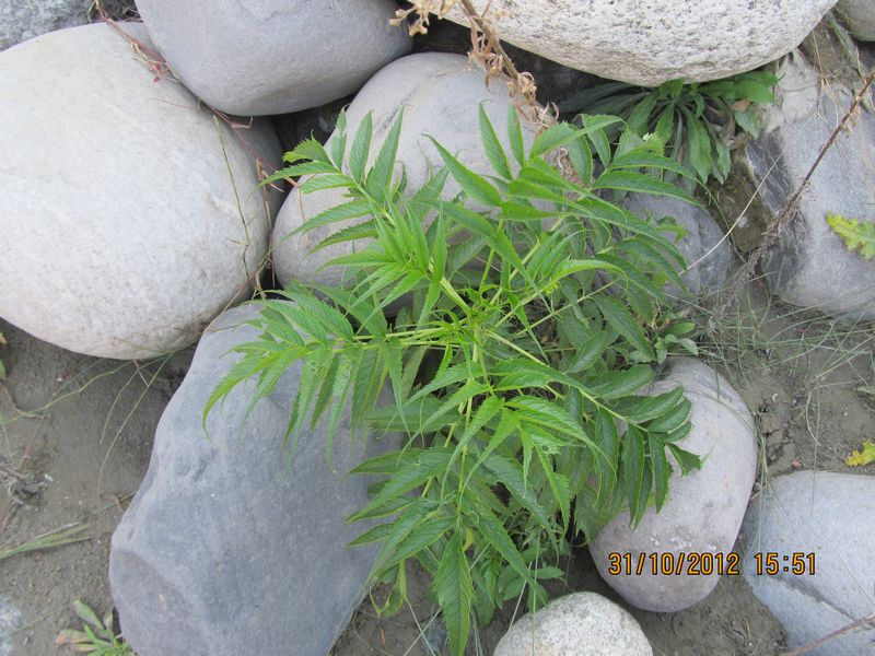 Datiscaceae – eFlora of India