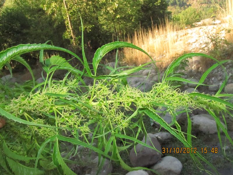 Datiscaceae – eFlora of India