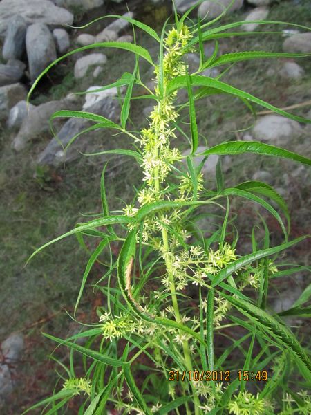 Datiscaceae – eFlora of India