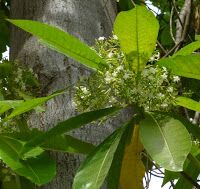 https://lh3.googleusercontent.com/-R0tQE3B9icY/T92lXK3hefI/AAAAAAAAAlw/507wJowV1h4/s1600/web-Tall+tree-+mango+type+leaves-+small+white+flowers-1.jpg