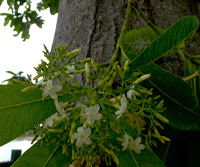 https://lh6.googleusercontent.com/-8EMzJ7gH7f8/T92lddCTlDI/AAAAAAAAAl4/hdDJSQLwf_M/s1600/web-Tall+tree-+mango+type+leaves-+small+white+flowers-3.jpg