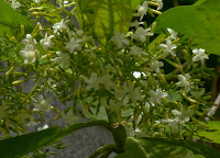 https://lh5.googleusercontent.com/-4aNuu3XFGlw/T92llIR3c9I/AAAAAAAAAmA/2P9xbN0syBg/s1600/web-Tall+tree-mango+type+leaves-+small+white+flowers-2.jpg