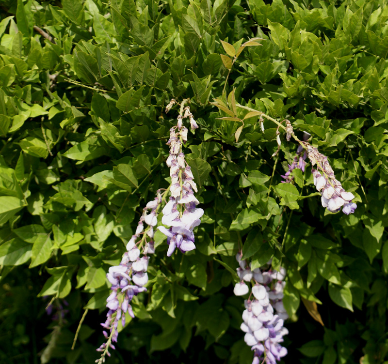 /wp-content/uploads/2020/10/wisteria-sinensis-Kashmir-a.jpg