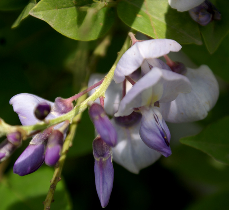 /wp-content/uploads/2020/10/wisteria-sinensis-Kashmir-b-8.jpg