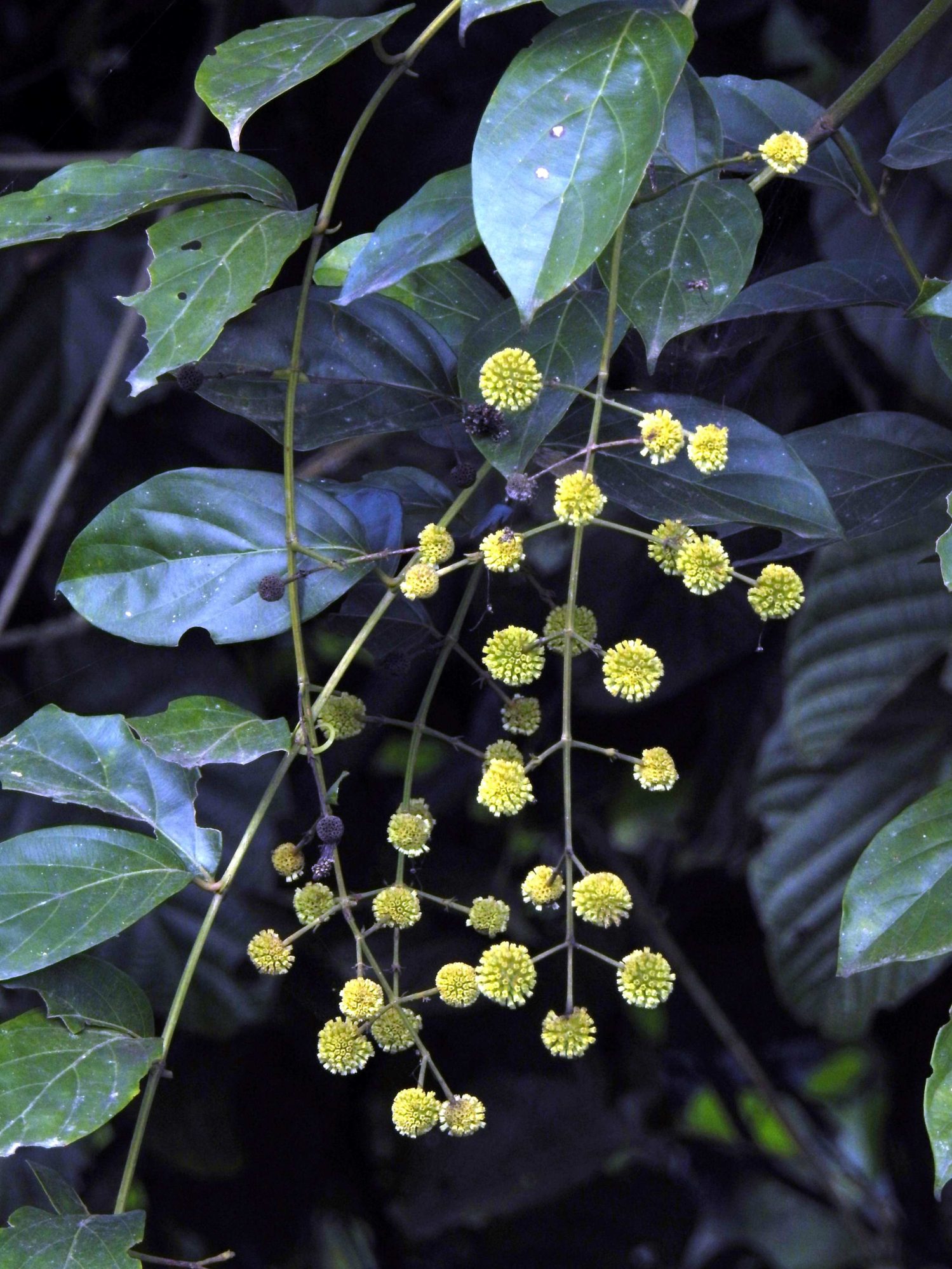 Uncaria laevigata – eFlora of India